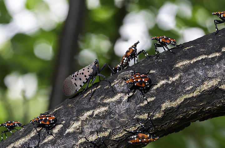 Spotted lanternfly seen in state for 2nd time News Sports Jobs
